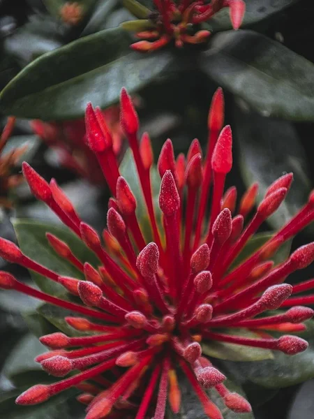 Selective Focus Shot Ixora Chinensis Flower Blooming Garden — Stock Photo, Image