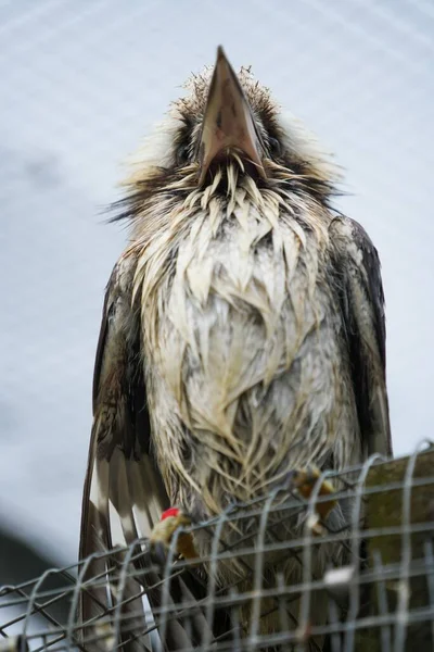 Eagle Black Wings White Belly Pointed Sword Beak — Stock Photo, Image