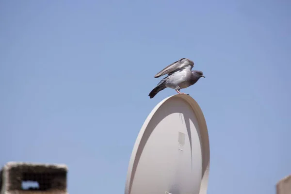 Yuvarlak Bir Nesnenin Üzerinde Oturan Bir Güvercinin Yakın Çekimi Mavi — Stok fotoğraf