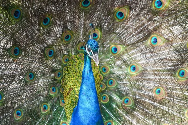 Een Blauwe Pauw Mooie Staart Wijd Verspreid Kijkt Naar Camera — Stockfoto