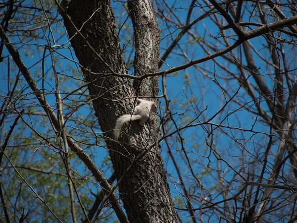 Esquilo Branco Bonito Pulando Árvore Spring Hill Kansas — Fotografia de Stock
