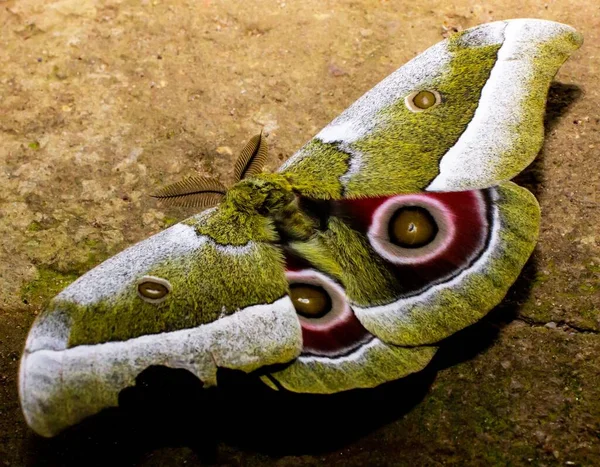 Närbild Afrikansk Kejsare Moth Med Vackra Vingar Uppe Marken — Stockfoto