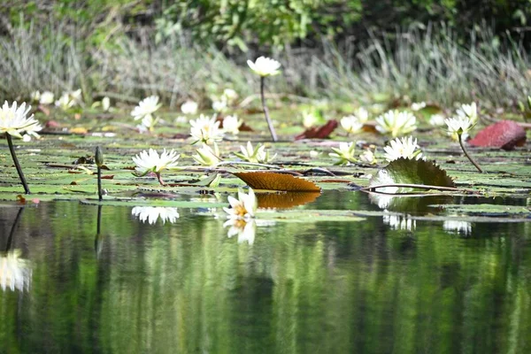 Лілії Подушечки Квіти Річці — стокове фото