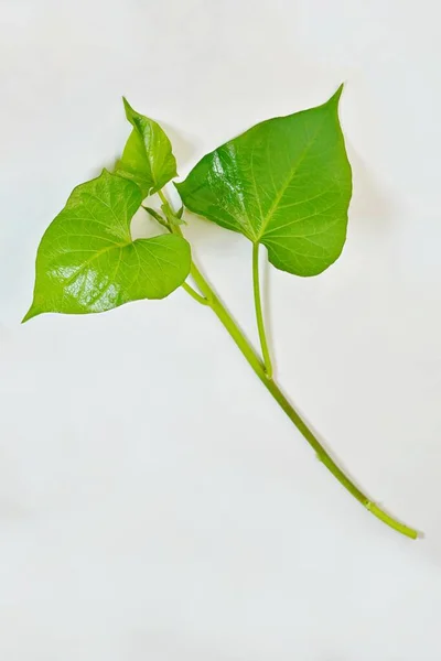 Unge Skud Blade Den Søde Kartoffelplante Ipomoea Batatas Spises Som - Stock-foto