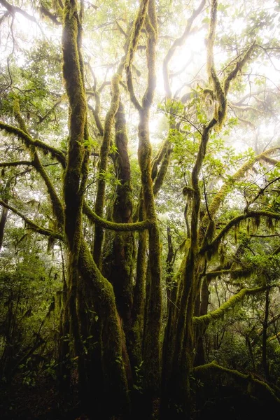 Uma Floresta Densa Com Árvores Musgosas Uma Manhã Enevoada — Fotografia de Stock