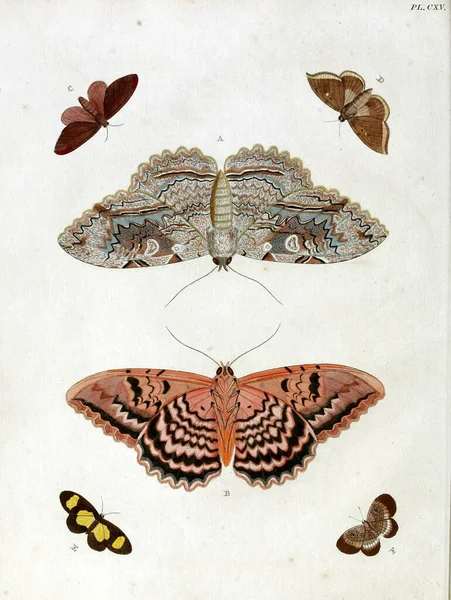 Vintage Ζωγραφισμένες Στο Χέρι Απεικονίσεις Πεταλούδων Από Ένα Παλιό Βιβλίο — Φωτογραφία Αρχείου