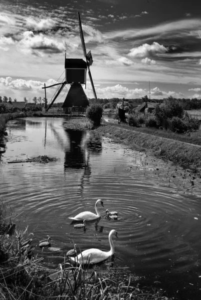 Tiro Vertical Dois Cisnes Lago Escala Cinza — Fotografia de Stock