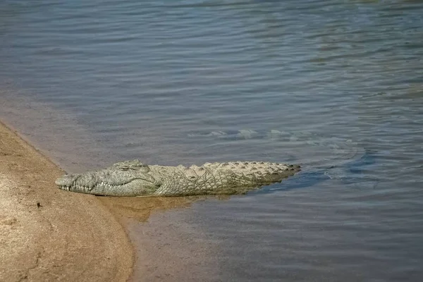 Нил Крокодил Спит Берегу Реки Южной Африке Сафари — стоковое фото