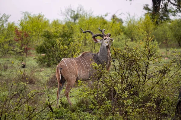 南アフリカ北東部のクルーガー国立公園にある大きなクドゥー — ストック写真