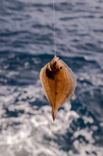 Celá Jedna Čerstvá Ryba Blízkosti Oceánu — Stock fotografie