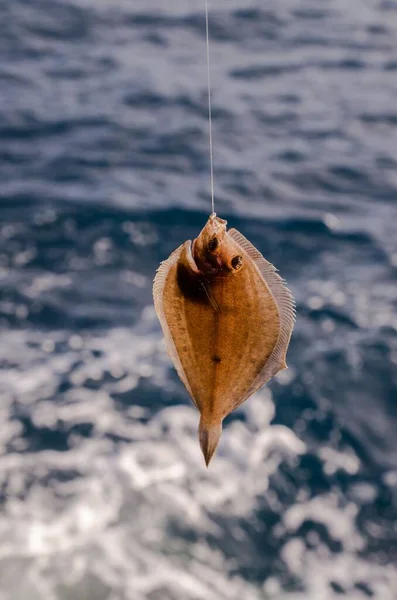 Whole Single Fresh Sole Fish Ocean — Stock Photo, Image