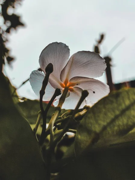 Eine Flache Aufnahme Weißer Blume Die Garten Blüht — Stockfoto