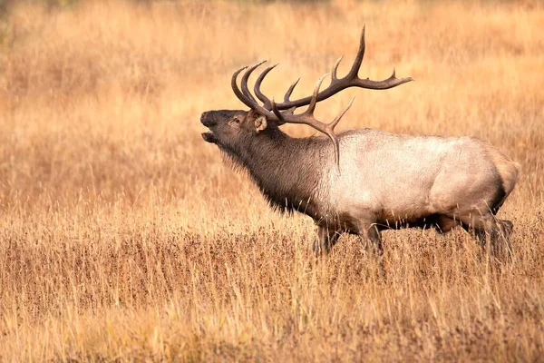 Bugling Bull Elk Colorado Rockies Morning High Mountain Meadow — Stock Photo, Image