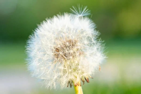 Närbild Bild Bild Maskros Suddig Grön Bakgrund — Stockfoto