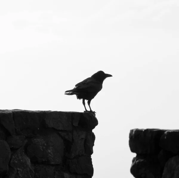 Die Silhouette Einer Krähe Auf Felsen Vor Weißem Hintergrund Aufgenommen — Stockfoto