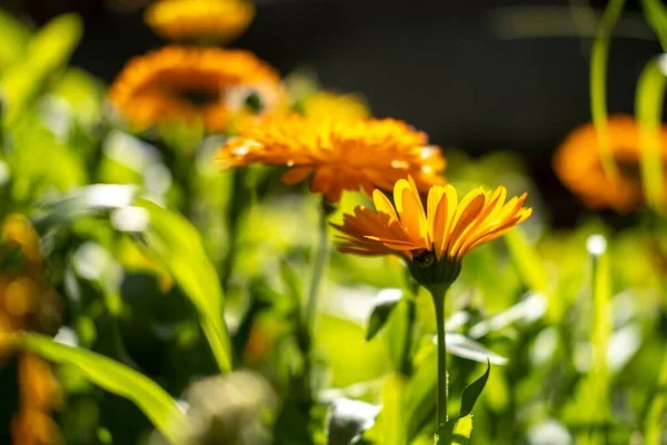 Primo Piano Denti Leone Giardino Soleggiato Taraxacum Officinale — Foto Stock