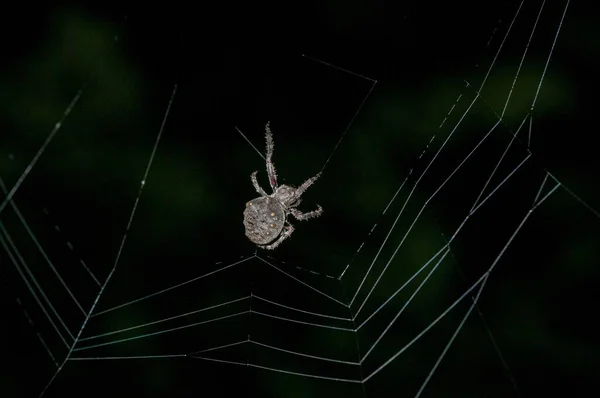 Parawixia Audax Spider Building Its Web Garden — Stock Photo, Image