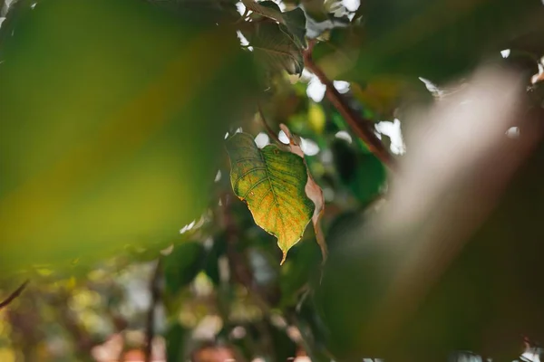 Une Prise Vue Sélective Branche Avec Des Feuilles — Photo