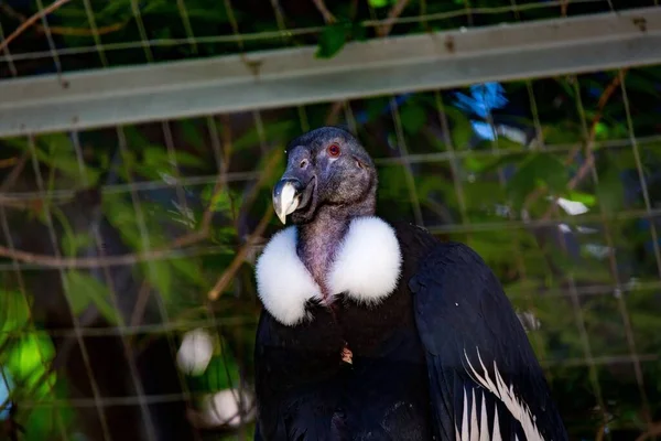 Nahaufnahme Eines Anden Kondors Zoo — Stockfoto