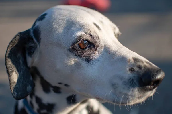 Nahaufnahme Eines Schwarz Weißen Dalmatiner Hundes — Stockfoto