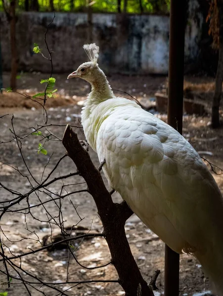 Vertikální Detailní Záběr Bílého Peafowla Usazeného Dřevěné Větvi Zoo — Stock fotografie