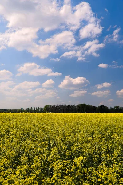 Ein Feld Gelb Blühenden Raps Der Landschaft Unter Einem Bewölkten — Stockfoto