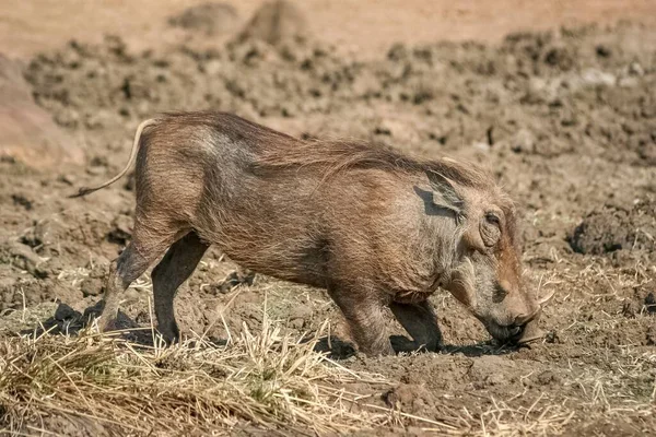 Gros Plan Phacochère Sur Ses Genoux Avant Recherche Nourriture Sur — Photo