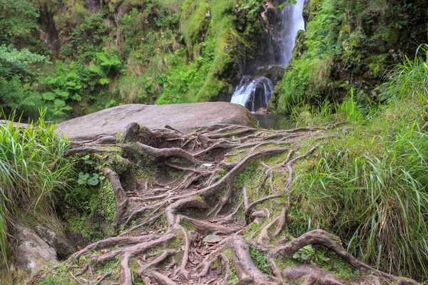 Roots Old Trees Our Way Waterfall — Stock Photo, Image