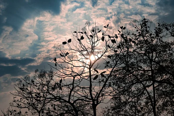 Güneşli Bir Günde Bulutlu Bir Gökyüzüne Karşı Yapraksız Bir Ağacın — Stok fotoğraf