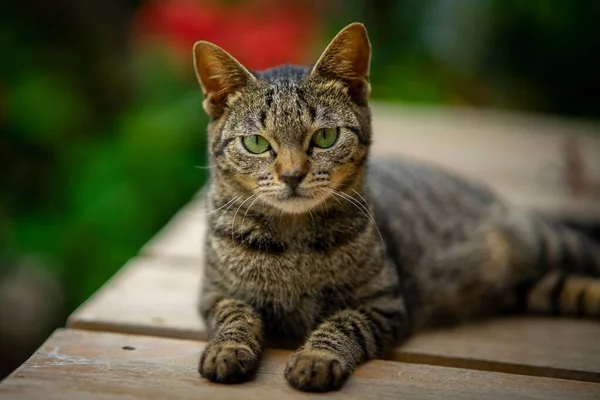 Närbild Bedårande Tabby Katt Stirrar Kameran När Ligger Träbord — Stockfoto