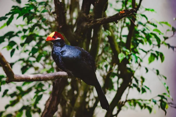 Una Vista Cerca Del Hermoso Pájaro Turaco Violeta Encaramado Rama — Foto de Stock