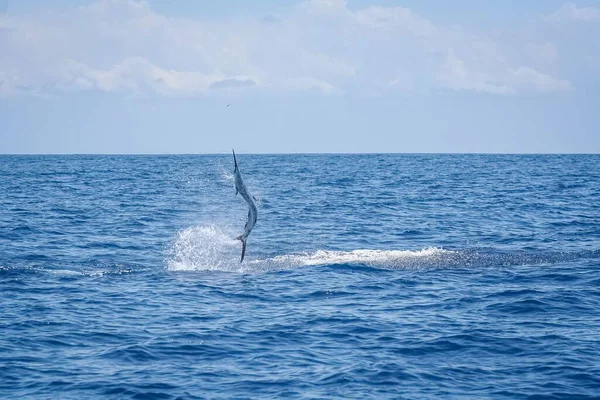 Indo Pacific Sailfish Istiophorus Platypterus Leaping Out Water Watamu Banks — Stock Photo, Image