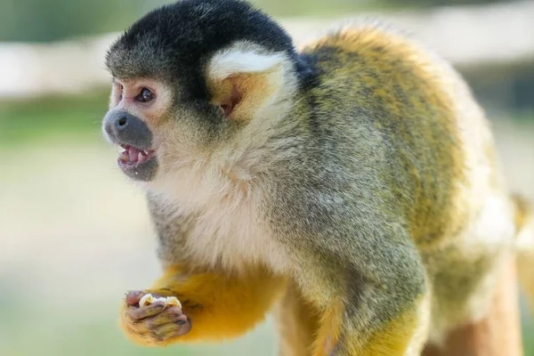 一只小猴子拿着食物 看着前方的特写镜头 — 图库照片