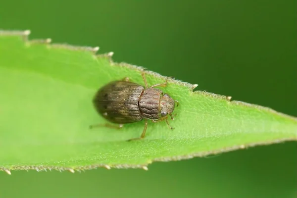 Closeup Small Helophorus Beetle Sitting Green Leaf Garden — Stock Photo, Image