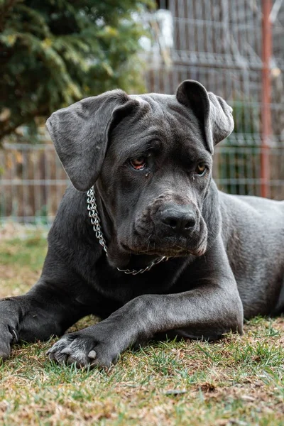 Cane Corso Köpeğinin Otlakta Yatıp Kameraya Bakarken Dikey Bir Görüntüsü — Stok fotoğraf