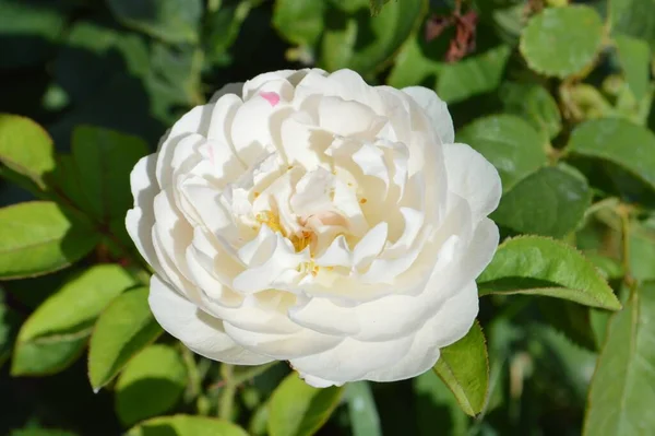 Ένα Κοντινό Πλάνο Ενός Λευκού Τριαντάφυλλου Που Ανθίζει Στον Κήπο — Φωτογραφία Αρχείου