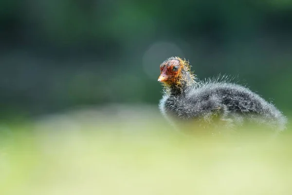 Mělké Zaostření Záběru Euroasijské Kocoviny Rozmazaným Pozadím — Stock fotografie