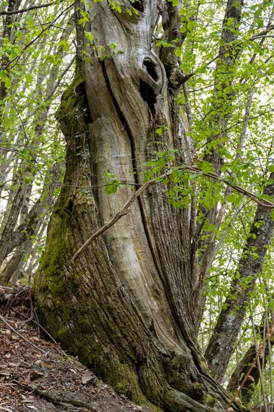 Vertikální Pohled Strom Lese Dutina Živém Stromě — Stock fotografie