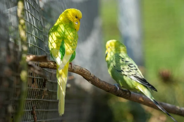 Loros Con Plumas Verdes Negras Una Cabeza Amarilla Están Sentados —  Fotos de Stock