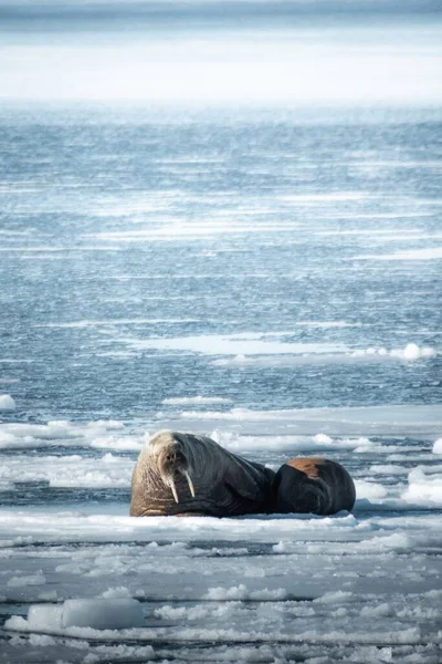 Twee Grote Walrussen Een Boswater — Stockfoto