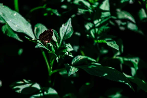 Una Hermosa Mariposa Sobre Una Hoja Verde Jardín Oscuro —  Fotos de Stock
