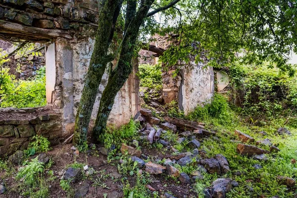 Old Destroyed Stone Wall Fences Garden Moss Plants Abandoned Village — Stock Photo, Image