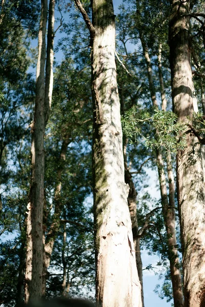 Tiro Vertical Árvores Finas Altas Uma Floresta Com Vegetação Vibrante — Fotografia de Stock