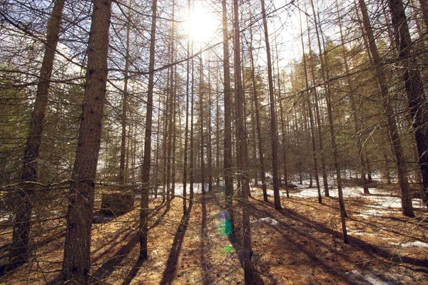 Een Verticaal Uitzicht Prachtige Hoge Bomen Een Bos Winter — Stockfoto