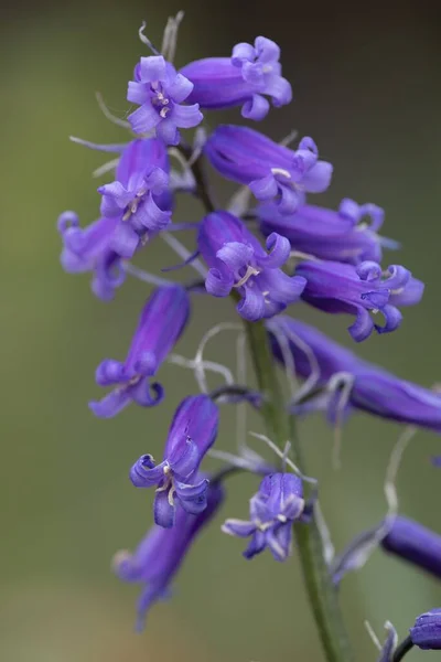 Vertikální Detailní Záběr Common Bluebell Rozmazaném Pozadí — Stock fotografie