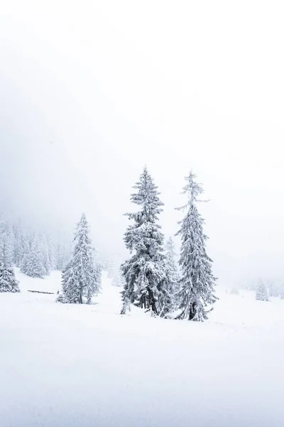 Una Hermosa Vista Pinos Nevados Bosque — Foto de Stock