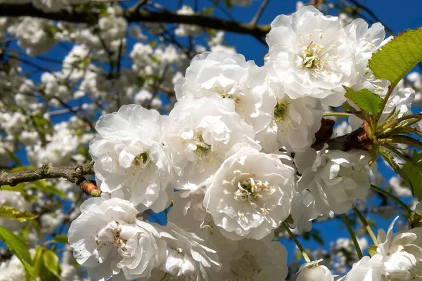 青空を背景にした桜のライトアップ — ストック写真