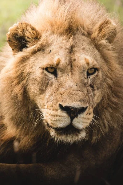 Lion Puissant Dans Champ Dans Désert — Photo