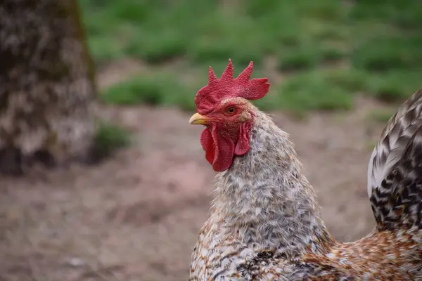 Gros Plan Poulet Dans Une Ferme Par Une Journée Ensoleillée — Photo