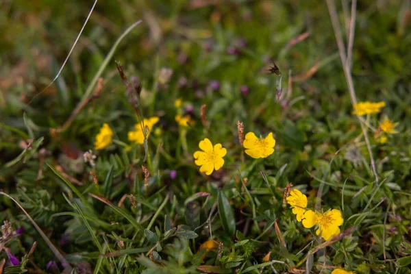 Eine Nahaufnahme Von Cinquefoil Blumen Auf Einem Feld — Stockfoto